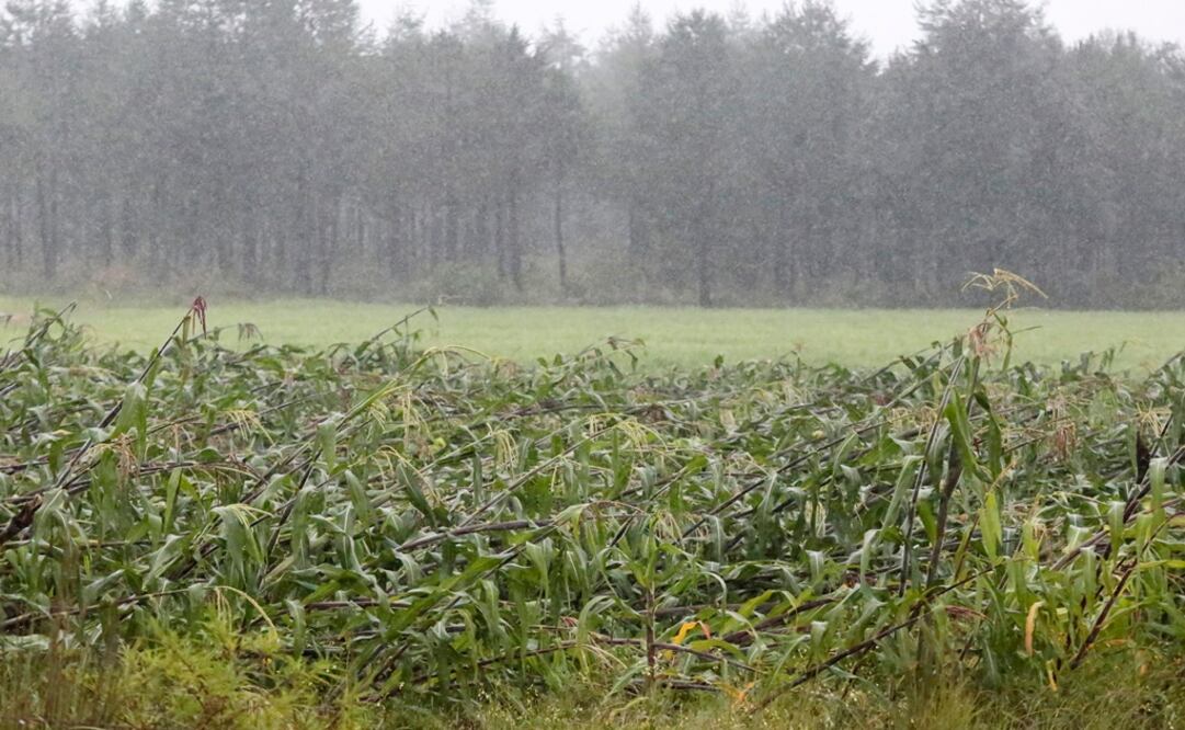 Foto: Archivo/Cuartoscuro                