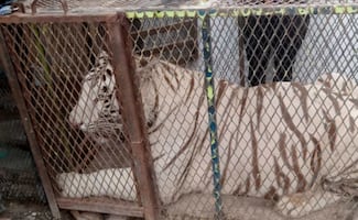 Rescatan a un tigre de bengala y a un cocodrilo en Chihuahua; fueron hallados en un autolavado