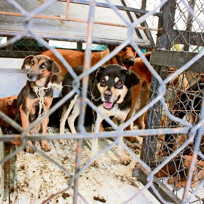 Organizaciones civiles dicen que la iniciativa no considera a los animales como sujetos de derechos. ARCHIVO EL UNIVERSAL