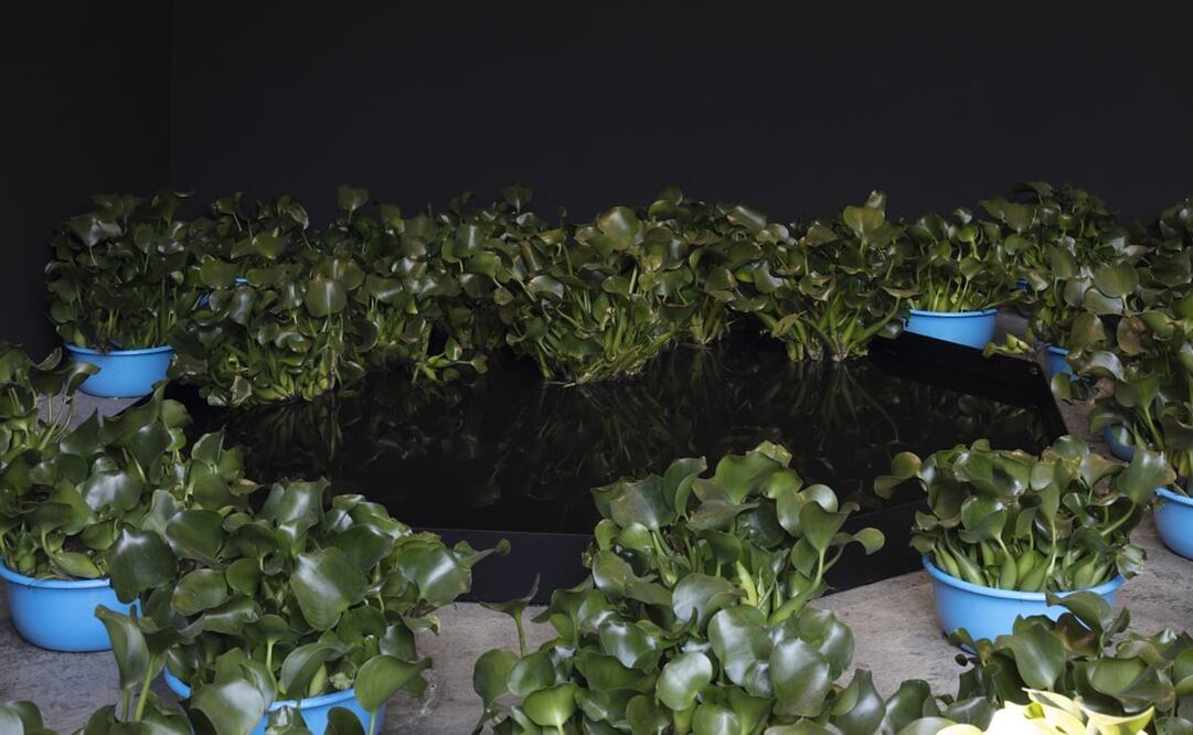 La muestra consta de siete “lagos” octogonales en los que flotan lirios acuáticos, videos, fotografías y performance; se ubica entre el jardín y la sala de exposiciones. Fotos: Héctor Zamora y Labor