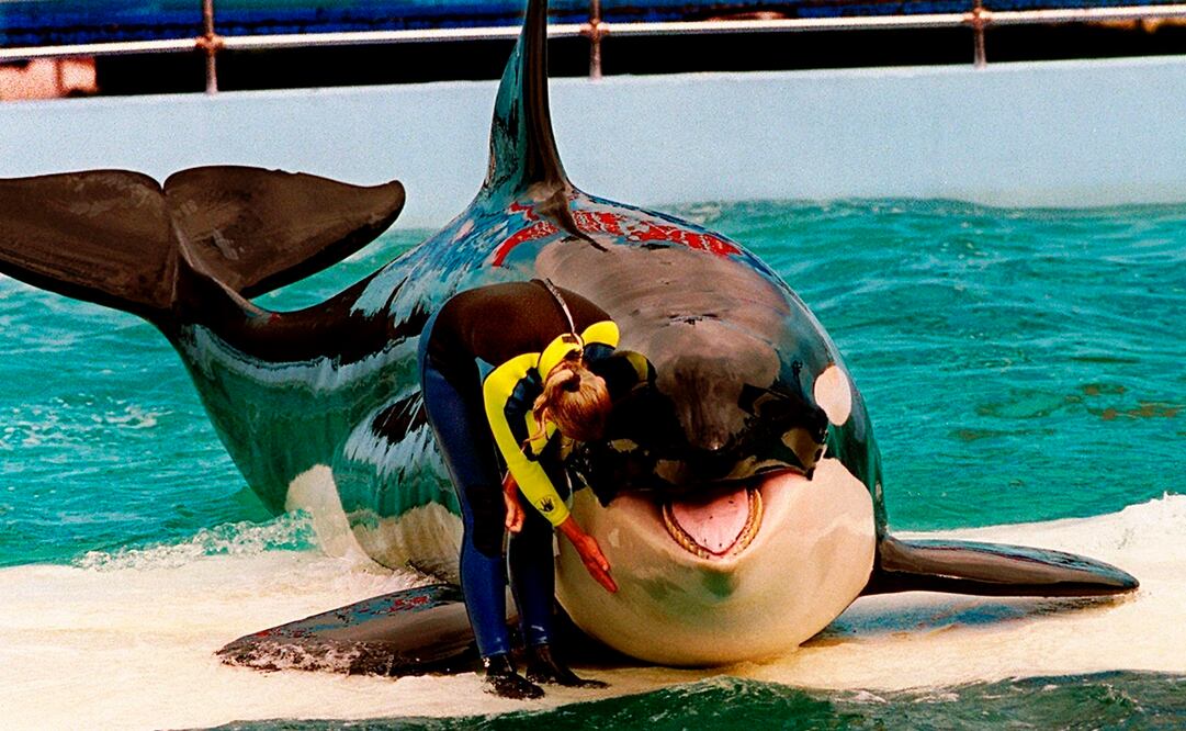La entrenadora Marcia Hinton acaricia a Lolita, una ballena orca cautiva, durante una actuación en el Miami Seaquarium en Miami, el 9 de marzo de 1995. Foto: AP