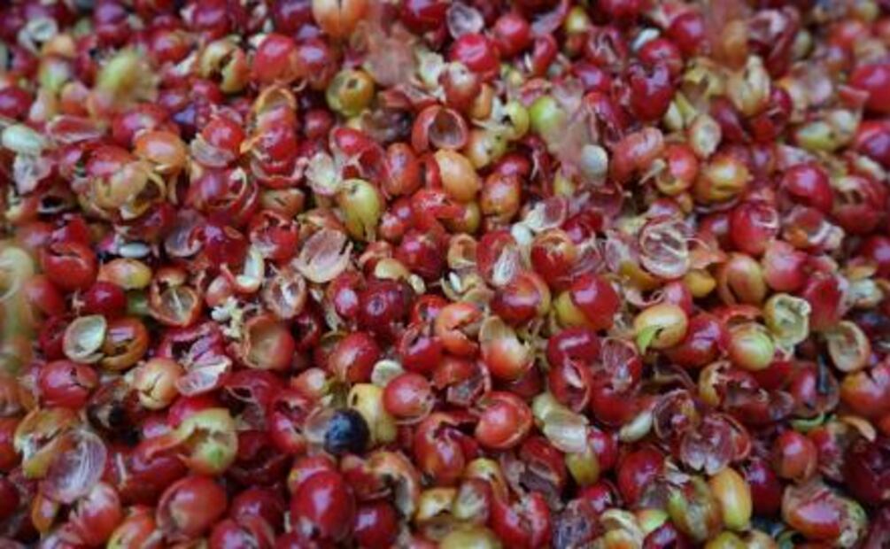 Hacienda Pacho Nuevo: café, ecología e historia