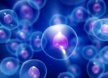 Crean células cuya producción de insulina puede controlarse con el celular