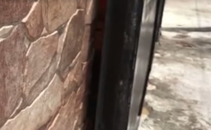 Asociación atiende reporte de perro abandonado en casa en la que hallaron a Antony