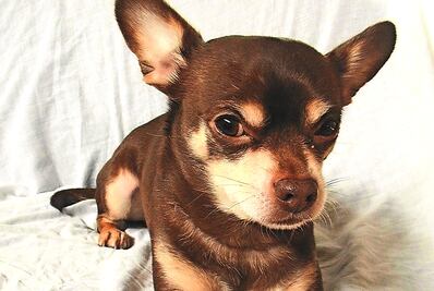 Rescatan a 126 perros de criadero en Neza