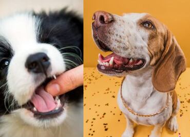 Descubre los motivos por el que tu cachorro te muerde cuando lo acaricias, según educador canino