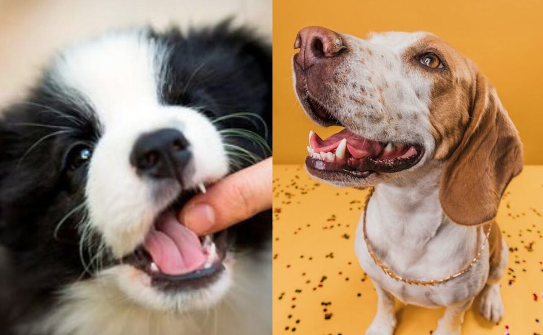 Los perros pueden morder como parte de su exploración del entorno. Fuente: Freepik.