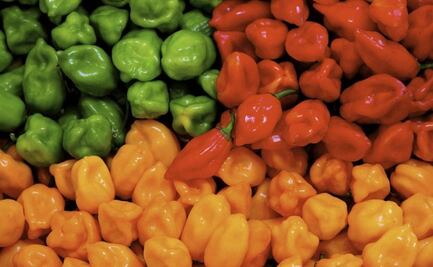 Inversionistas extranjeros buscan apoyar producción de chile habanero en Yucatán