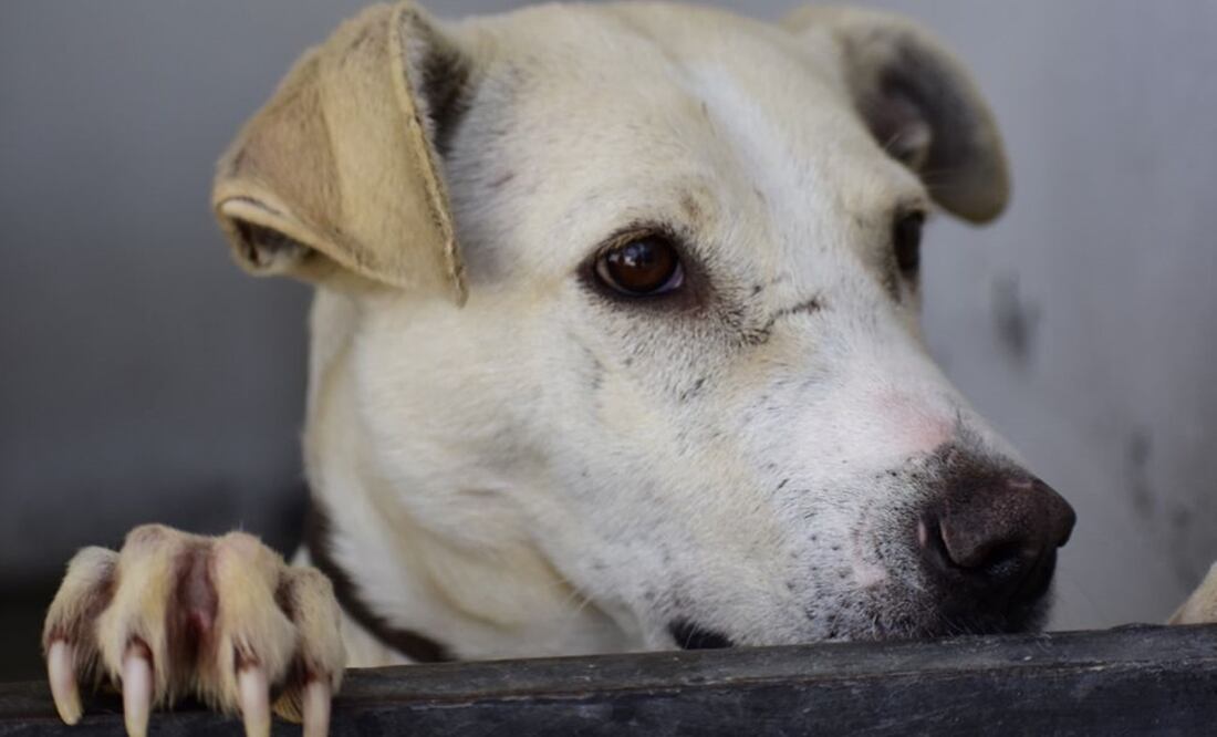 Al menos 46 perritos abandonados fueron rescatados de un predio en Tlalpan. Foto: Archivo/ Especial
