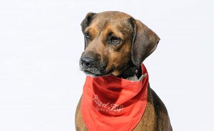 Dejan vestido y alborotado a Eugenio, perrito que iba a ser adoptado