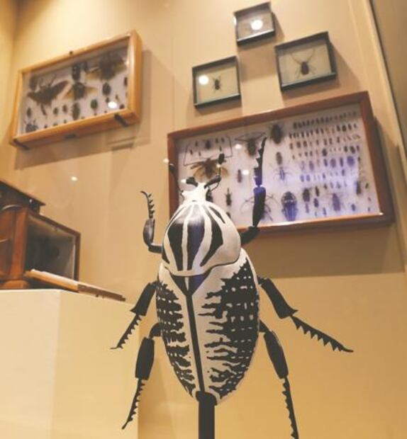 Entre ciencia y arte, 150 años de cuidar la Historia Natural