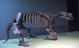 El perezoso gigante de la colonia Estrella