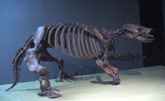 El perezoso gigante de la colonia Estrella
