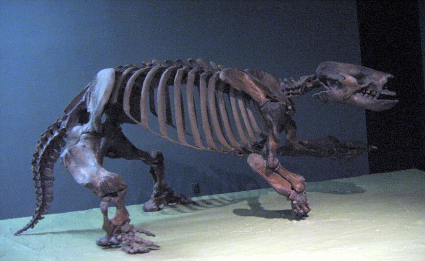 El esqueleto de un Paramylodon harlani en el Museo Nacional de Historia Natural, ubicado en Washington D. C. Cortesía: National Museum of Natural History.