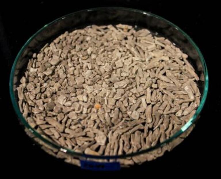 Reconocen seis especies de estrellas de mar del Templo Mayor