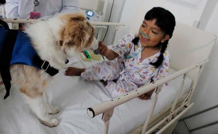 ¡Terapia perruna! Continúan tratamientos asistidos con lomitos en Hospital Pediátrico de Coyoacán