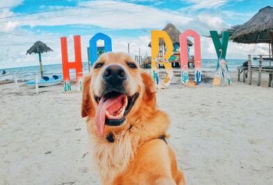 Holbox: guía para una vacación perrona, al estilo de Murph Holbox