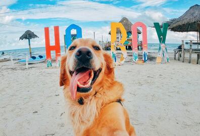 Holbox: guía para una vacación perrona, al estilo de Murph Holbox