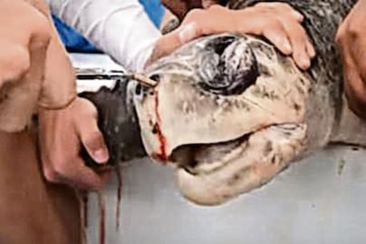 Popotes, 49 mil toneladas de basura al año