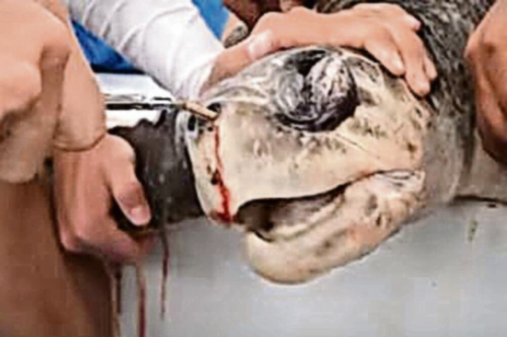 La Semarnat considera que deben hacerse campañas educativas donde se informe sobre los daños de los popotes a la flora y fauna (TOMADA DE VIDEO)