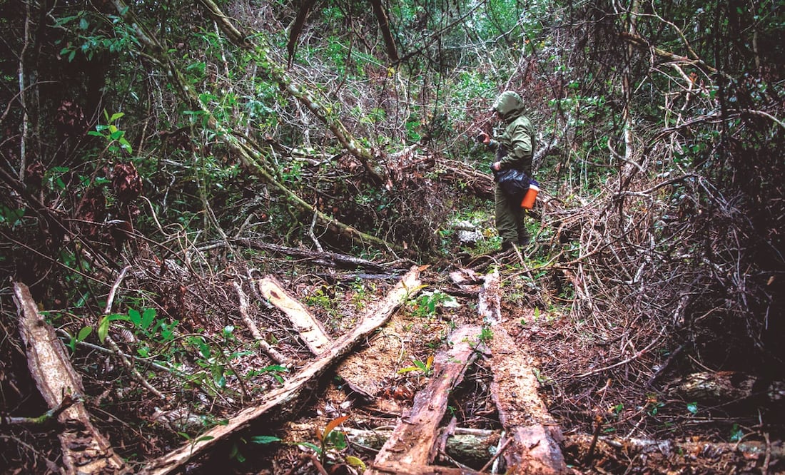 La selva maya está siendo deforestada por mafias que operan tanto en México como en Guatemala.