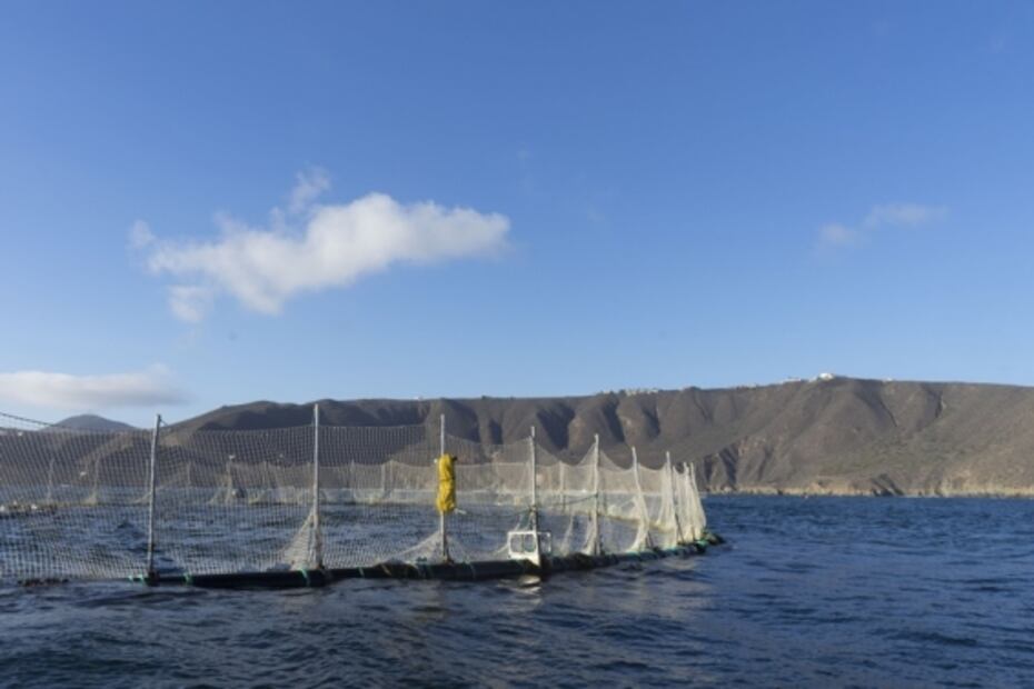 Pesca de erizos y choros en Baja California
