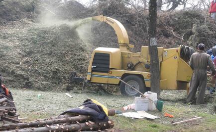 Abren 19 centros de acopio de pinos navideños en Edomex