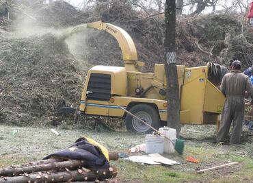 Abren 19 centros de acopio de pinos navideños en Edomex