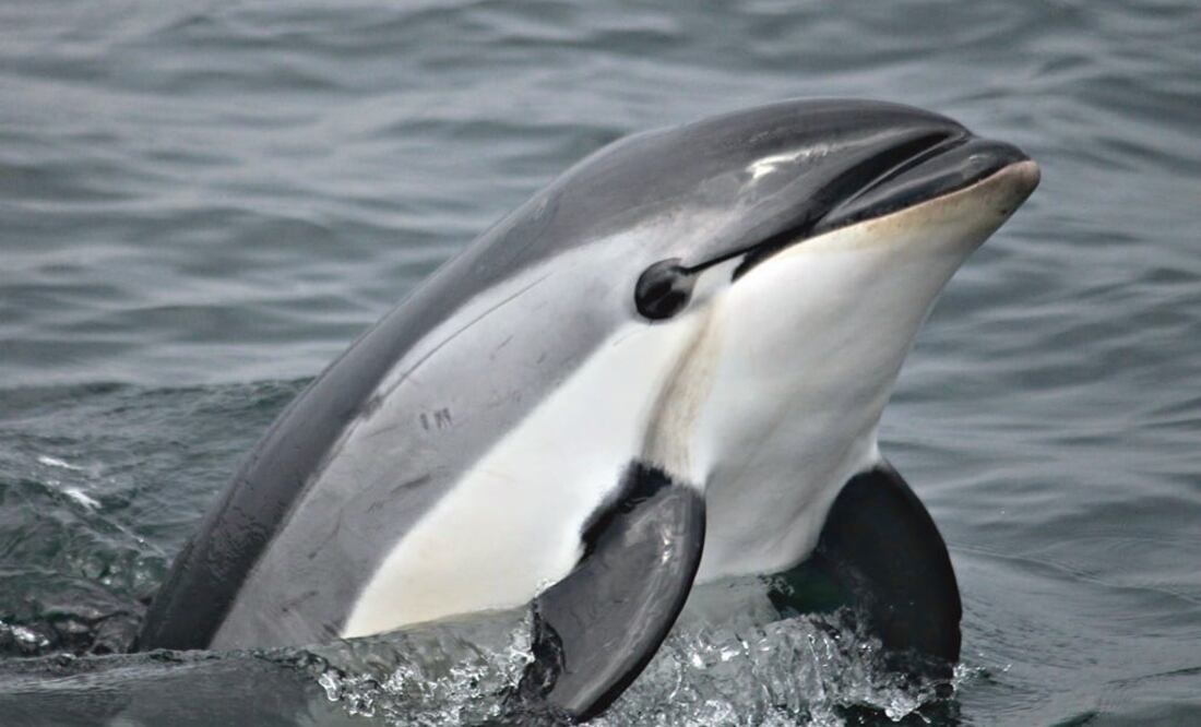 Vaquitas are an endangered porpoise - Photo: File photo/AP