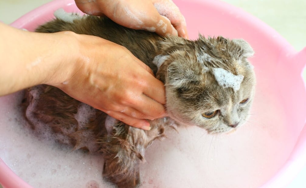Es importante que talles todo su cuerpo y el baño es una excelente oportunidad para también revisarlo y poder detectar irregularidades. Foto: Santévet