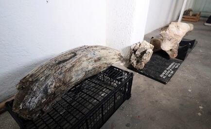 Mammoth remains found in Puebla, Mexico