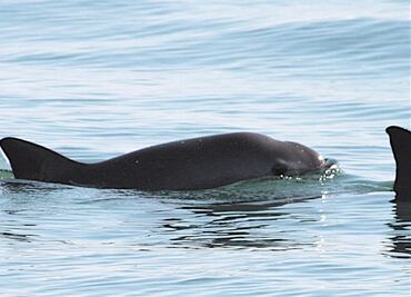 Intensifican operativos para proteger vaquita y totoaba