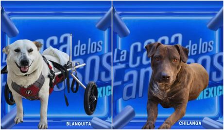 ⁠Al estilo La Casa de los Famosos, refugio “nomina” a perritos para encontrar una familia