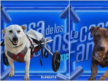 Al estilo La Casa de los Famosos, refugio “nomina” a perritos para encontrar una familia