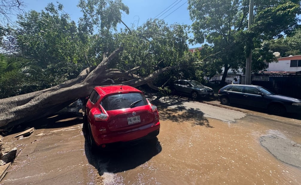 Árbol cae sobre vehículos. Foto: especial