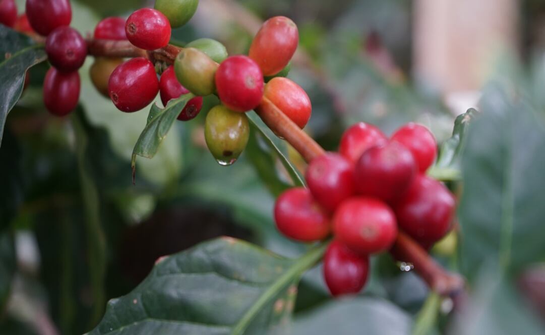 Cerezas de café /  foto: Mariana Castillo