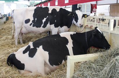 Mexico wants more beef in EU markets