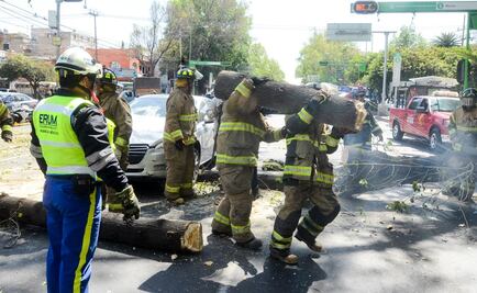 Van 120 árboles caídos tras dos días de viento en la CDMX