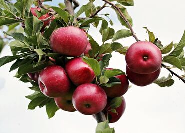 Beneficios de comer manzanas todos los días