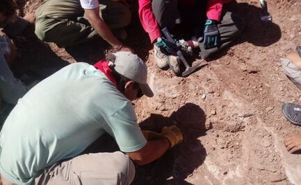 Descubren cráneo de tortuga de 95 millones de años