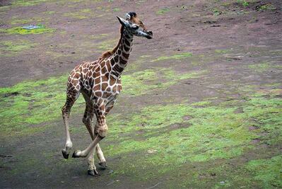 Nace jirafa en el Zoológico del Bosque de Chapultepec