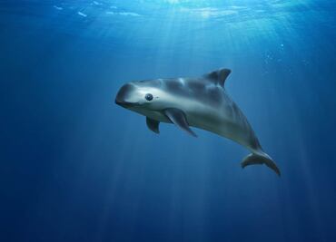 Cómo la pesca ilegal de la "cocaína del mar" amenaza la vaquita marina en México