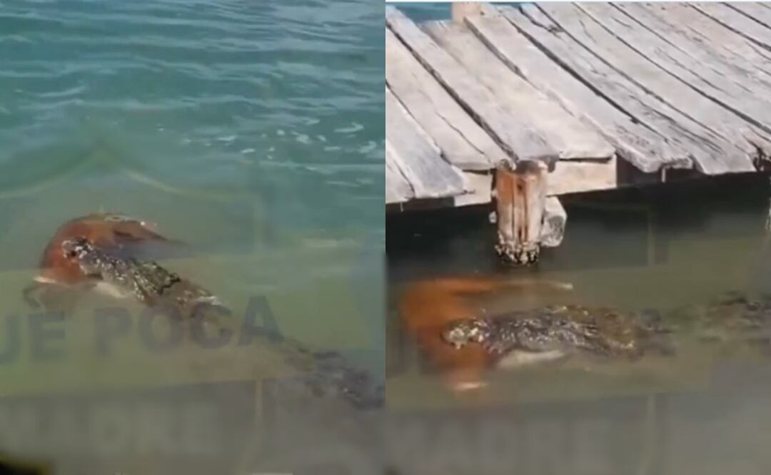 Este suceso capturó la atención de los turistas. Foto: Redes Sociales