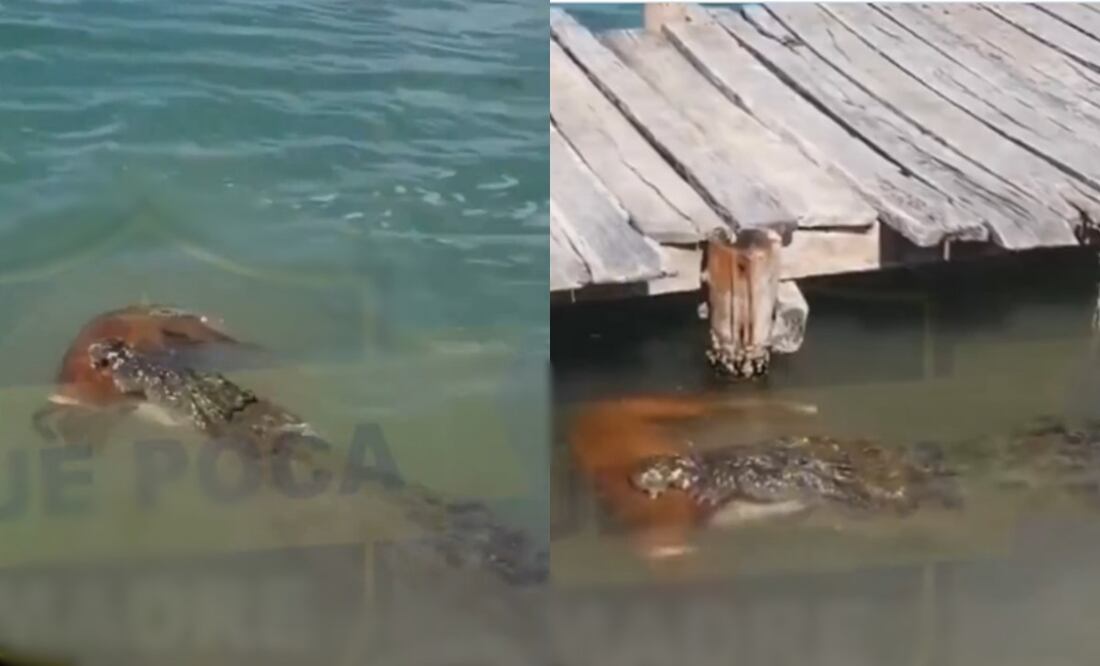 Este suceso capturó la atención de los turistas. Foto: Redes Sociales