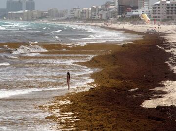 ¿Qué es el sargazo y por qué puede causar un desastre ecológico?