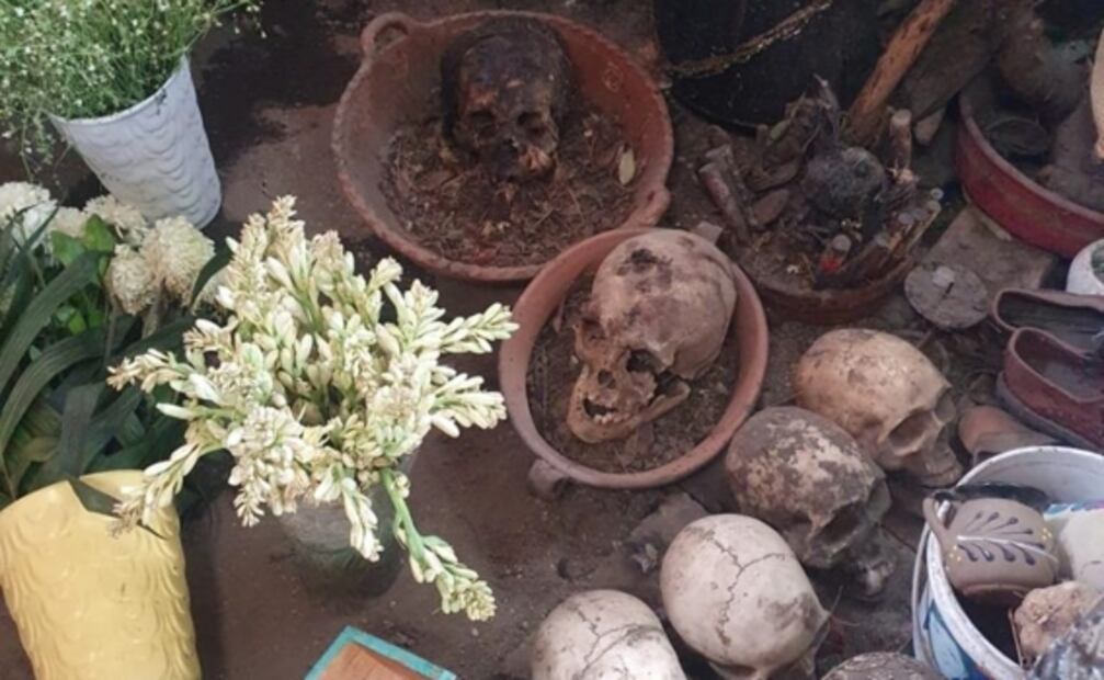 Aseguran una boa, un águila, un búho y cráneos humanos durante cateo en inmueble de Coyoacán; hay 3 detenidas