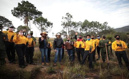 Inicia programa de reforestación en Veracruz; plantarán más de 3 mil árboles en Perote