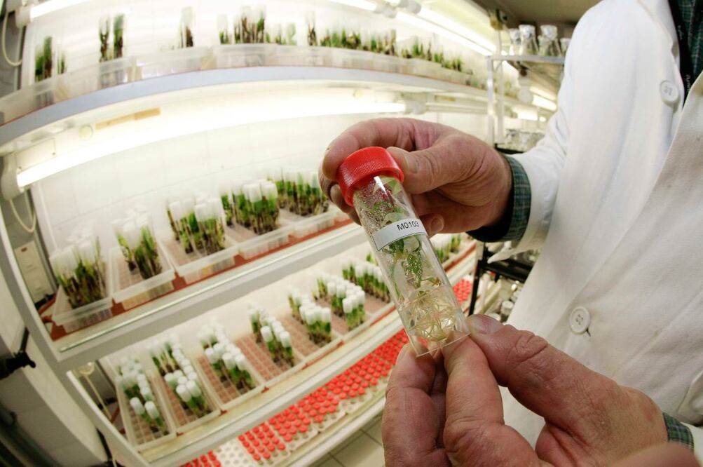 La mayoría de las plantas que se estudian en el IQ son recolectadas en los sitios donde crecen: selvas, montañas, las orillas de una carretera, etcétera (ARCHIVO EL UNIVERSAL)