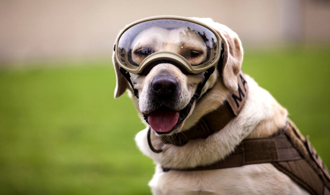 Frida se ganó la simpatía de los mexicanos por sus actos heroicos en los sismos de 2017. Foto: archivo/EL UNIVERSAL