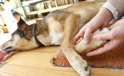 Mueren al año 30 mil animales en la CDMX; el 55% son sacrificados